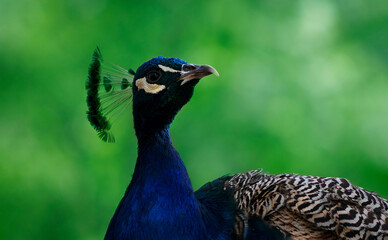 Close up of the cute peacock (large  bird) on a green background