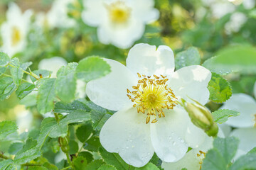 White rosehip flowers and dew on leaves, Close-up