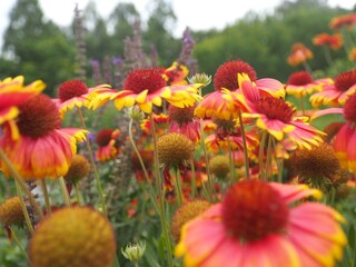 Close up of a Gaillardia flowers in the botanical garden