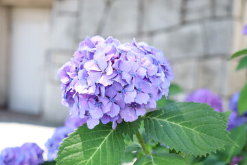 美しいあじさい 紫陽花 アジサイ 綺麗 かわいい パステル パープル 花びら 明るい 葉っぱ 自然 グリーン