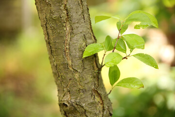 Wachstum Wald. Sommer 2021 Potsdam