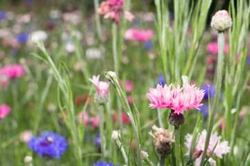 Pink light knapweed cornflowers in the summer garden. Beautiful floral banner with place for text.