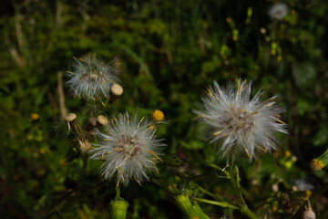 isolated wild thistle seed heads with a natural dark green background