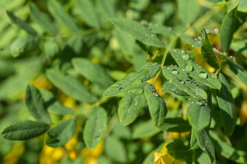 Dew on green leaves of acacia. Natural, green background, there is a place for text Close-up