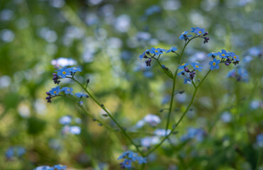 A sprig of tender blue forget-me-nots on a blurry background of a green summer garden.