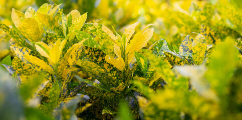 field of wheat © Thasist