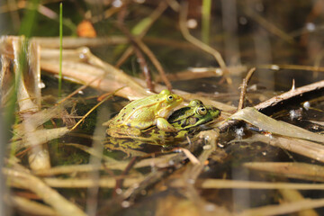 Edible frog in a biotope