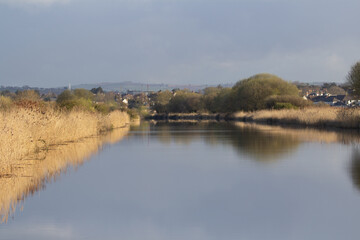 Fototapeta na wymiar long distance of the ship canal in Devon with Winter bull rushes reflected in the still water