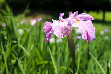 菖蒲 花菖蒲 美しい 鮮やか さわやか 綺麗 しょうぶ あやめ 梅雨 5月 6月 明るい かわいい 和風