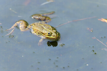 Edible frog in a biotope