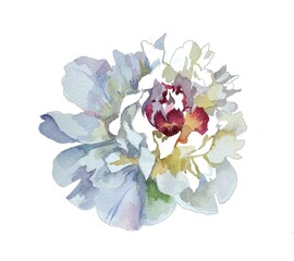 White peony single watercolor  isolated on white background botanical illustration for all ptints.
