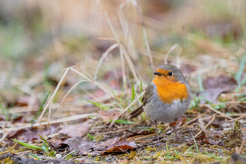 robin on the ground