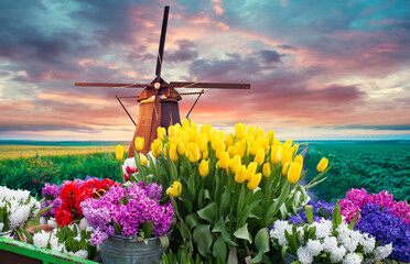 Traditional old buildings and tulips in Amsterdam, Netherlands