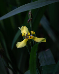 yellow orchid flower