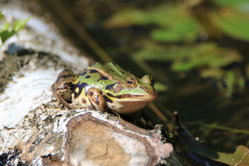 Edible frog in a biotope