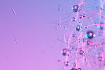 Macro Shot of Dandelion with water drops on neon background.