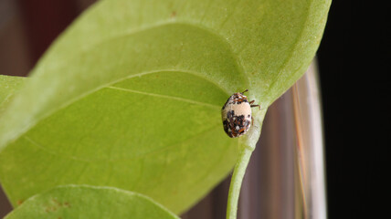 anthrenus pimpinellae insect macro photo