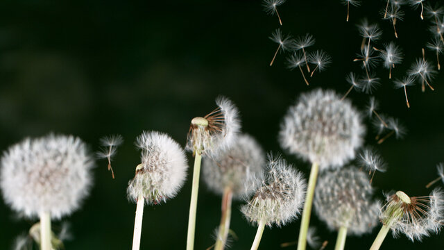 Macro Shot of Dandelion Seeds Being Blown isolated on Black Background
