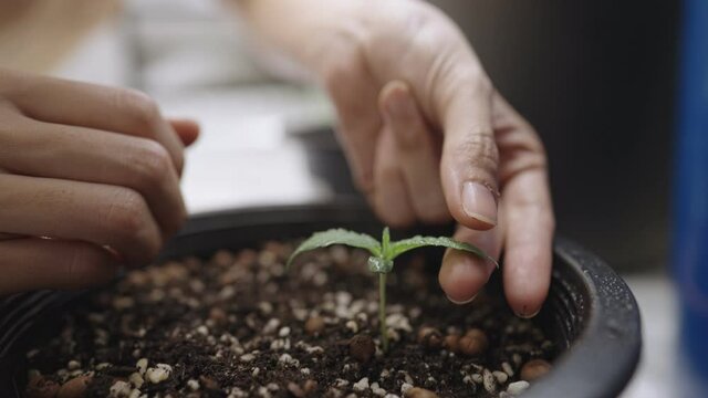 A young female hand gently removing small water droplets on cannabis leaf after watering, houseplants plant care concept, cultivation process inside planting pot, legal marijuana growing for medicine