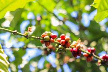 coffee berries on a branch