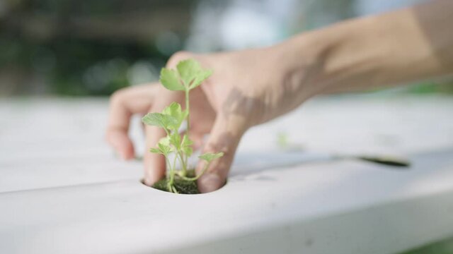 Female hand placing young celery plant on the hydroponic rack, gently drop a seedling roots, running water pipe rack, outdoor organic vegetable growing, beginning of new life, cultivating glasshouse