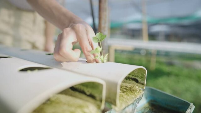 young female gardener hands planting plant on the hydroponic system, hand gently drop a seedling, running water pipe rack system, growing green salads and vegetable, sustainable environment