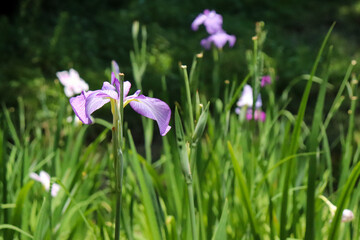 Obraz na płótnie Canvas 花菖蒲 菖蒲 しょうぶ あやめ 紫 グリーン 明るい かわいい 和風 美しい 鮮やか 花びら 葉っぱ