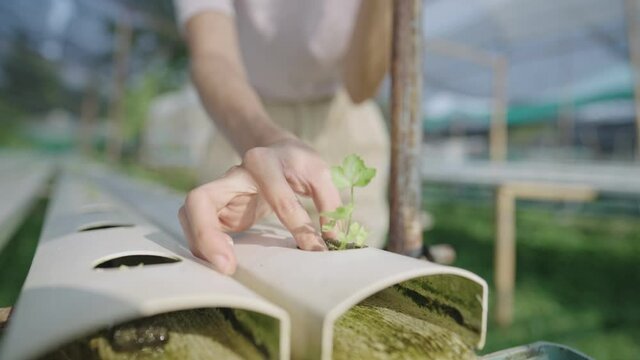 Slow motion, young female farmer gently dropping a plant seedling water sponge into a pipe hole of running water way, modern technology hydroponic vegetable production, environmentally friendly 