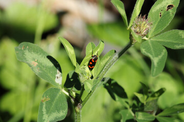 cercopis vulnerata red insect photo