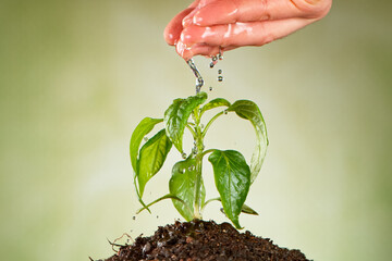 Concept of watering little seedling. Small trees that grow on fertile ground