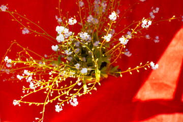 Forget-me-not flower macro with bright green leaves .Blue flowers on a red linen background. Blooming flowers nature background