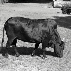 black and white cow