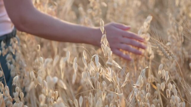 Woman hand touching a golden oat ear in the oat field. Young woman's hand moving through oat field. Woman's hand touching oat during sunset. Slow motion. 4k footage.