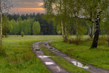 The road going through the meadow into the forest. After the rain, puddles remained. The sun is setting. A pleasant evening walk in nature.