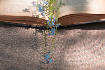 Forget-me-not flower in a book on a linen background .Blooming flowers nature background
