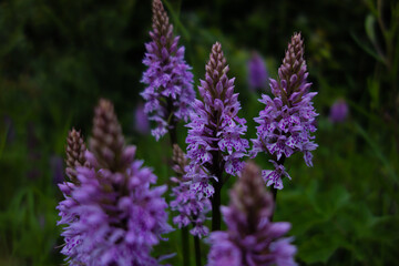 purple early orchid flowers clustered on a natural green background