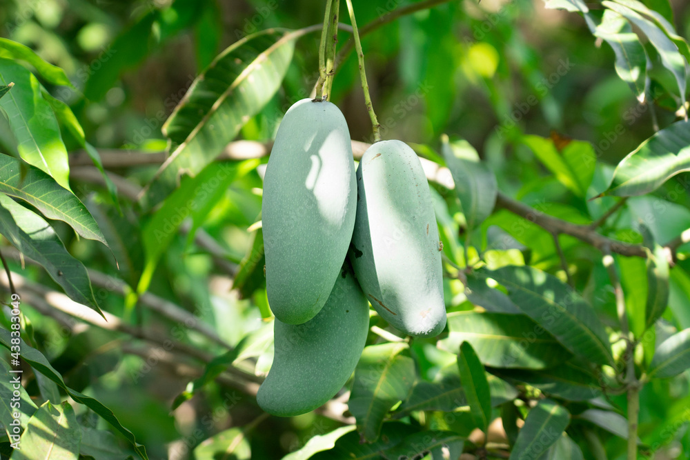 Wall mural fresh mango fruit on tree, it has a sour and sweet taste. mango hanging on tree