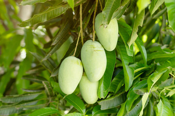 Fresh mango fruit on tree, It has a sour and sweet taste. mango hanging on tree