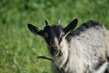 Cute small goat outdoors,rural nature