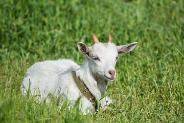 Naklejka na ściany i meble White cute goat sitting in the green field, countryside photo