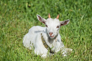 White cute goat sitting in the green field, countryside photo