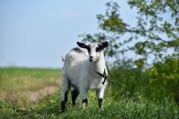 Cute small goat outdoors,rural nature