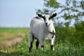 Obraz premium Cute small goat outdoors,rural nature