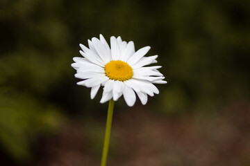 white daisy flower