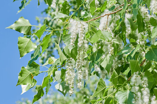 Poplar Fluff White Cotton Stock Photo, Picture and Royalty Free Image.  Image 81651340.