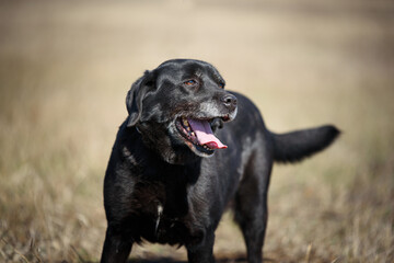 Black dog from animal shelter. This dog has been dumped and  now he posing during a regular walk. Black dogs are not a favorite but this dog is waiting for adopters