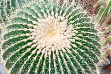 Ball-shaped cactus, close-up photo