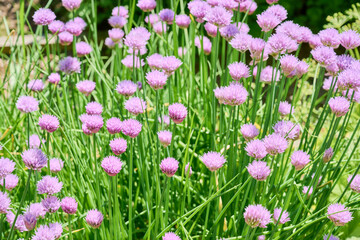 Blooming Chives in garden, scientific name Allium schoenoprasum.