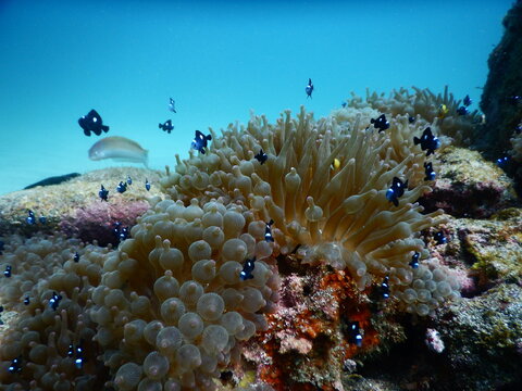 81 Best 磯巾着 Images Stock Photos Vectors Adobe Stock