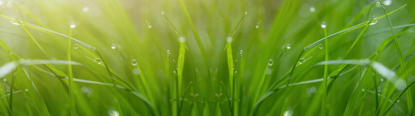 Fototapeta premium Juicy lush green grass on meadow with drops of water dew in morning light in spring summer outdoors close-up macro, panorama Hintergrund Banner. Artistic image of purity and freshness of nature